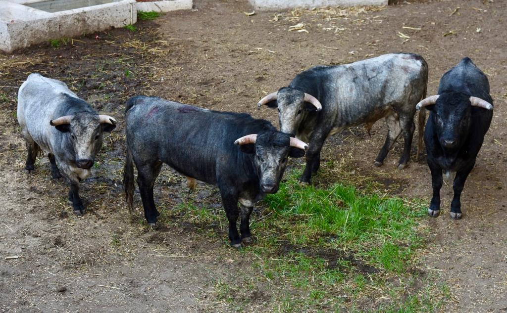 Desembarcan encierro para novillada del serial taurino 'Tlaxcala Capital 2023'
